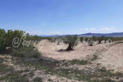 Ruinere i Yecla, Murcia, Yecla - € 19.000 | Ref: SF0406 - foto 7